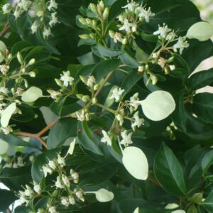 Salamo <span>(Calycophyllum candidissimum)</span>