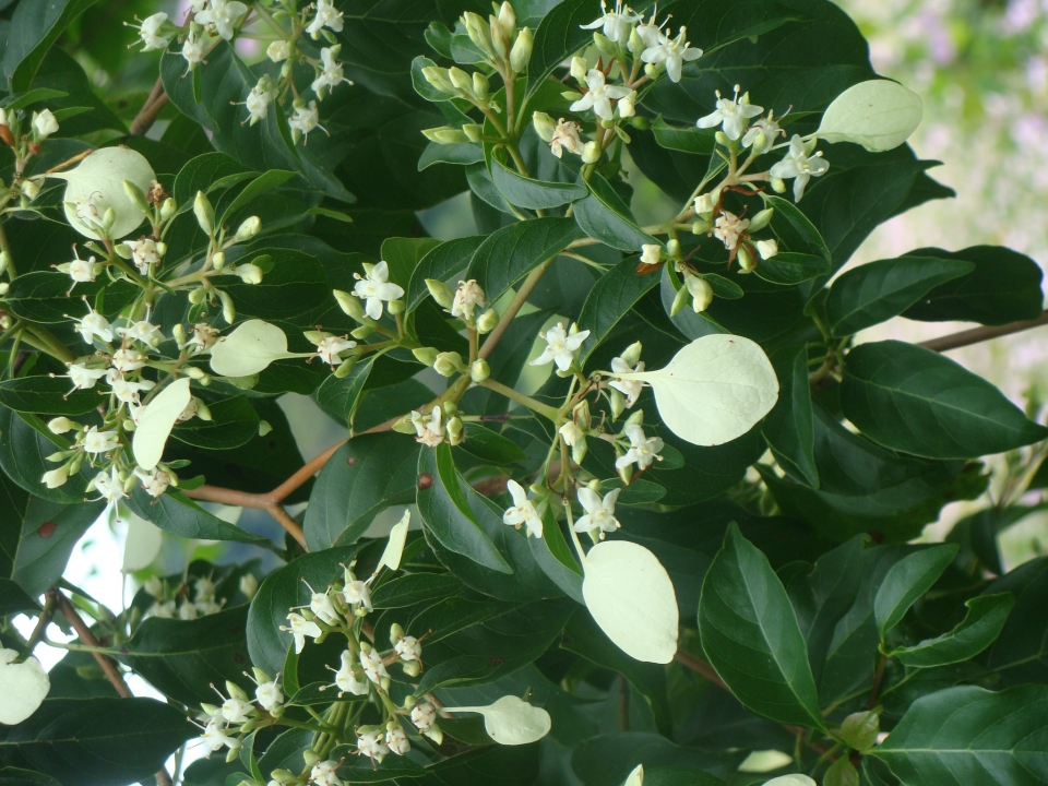 Salamo <span>(Calycophyllum candidissimum)</span>