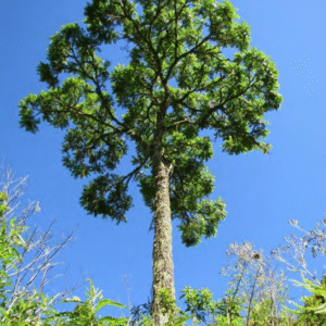 Spanish Cedar <span>(Cedrela odorata)</span>