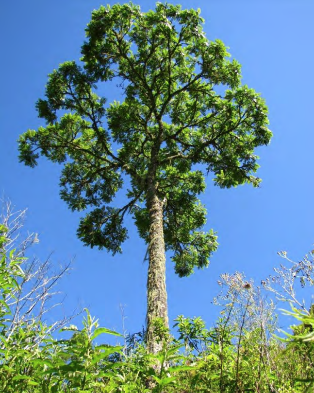Spanish Cedar <span>(Cedrela odorata)</span>