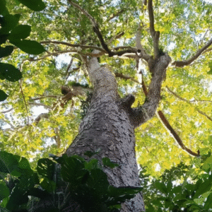 Wild Cashew <span>(Anacardium excelsum)</span>