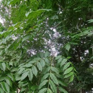 Goncalo Alves <span>(Astronium graveolens)</span>