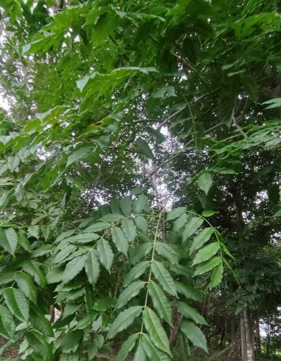 Goncalo Alves <span>(Astronium graveolens)</span>