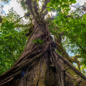 Ceiba <span>(Ceiba pentandra)</span>