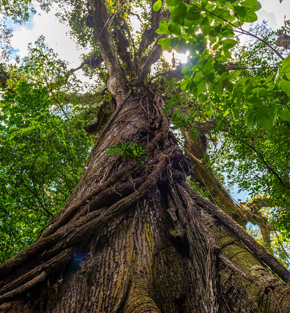 Ceiba <span>(Ceiba pentandra)</span>