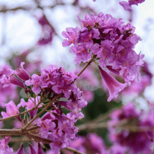 Pink Lapacho <span>(Handroanthus impetiginosa)</span>