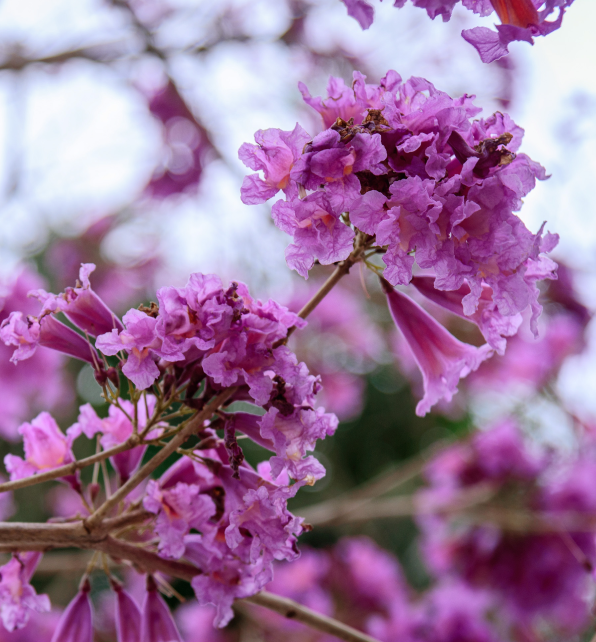Pink Lapacho <span>(Handroanthus impetiginosa)</span>