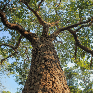 Big-Leaf Mahogany <span>(Swietenia macrophylla)</span>