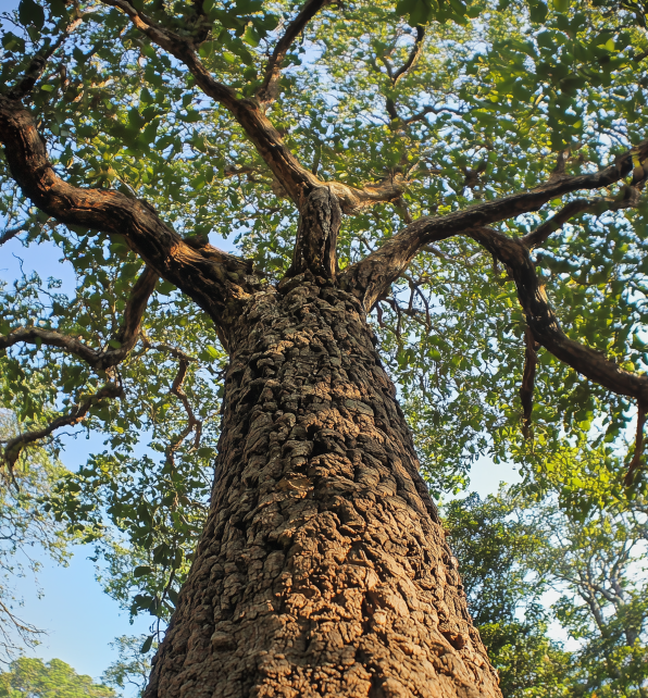 Big-Leaf Mahogany <span>(Swietenia macrophylla)</span>