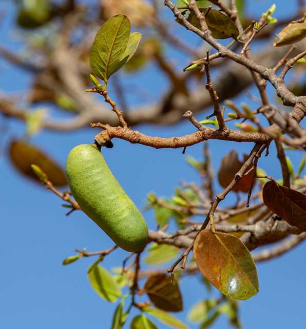 West Indian Locust <span>(Hymenaea courbaril)</span>