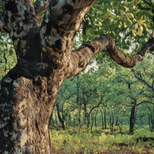 Tempisque <span>(Sideroxylon capiri)</span>