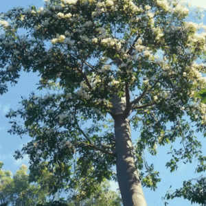 Spanish Elm <span> (Cordia alliodora)</span>