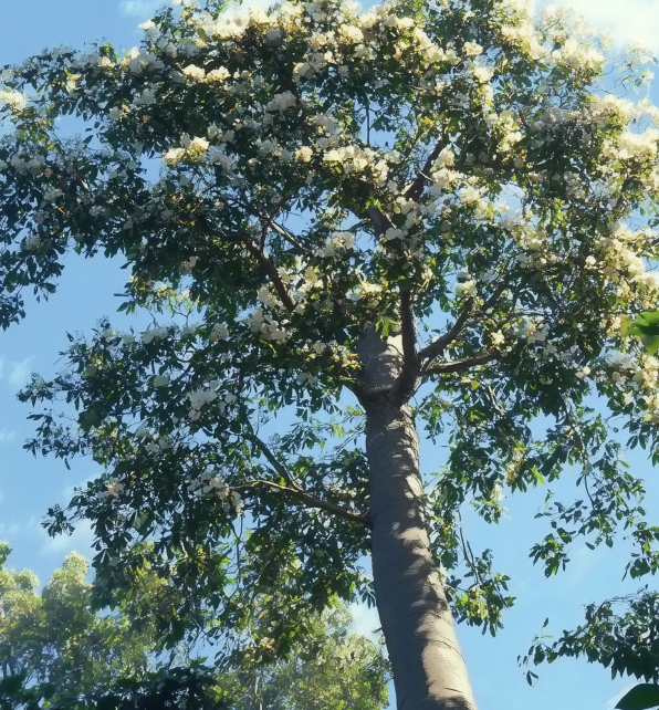 Spanish Elm <span> (Cordia alliodora)</span>