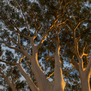 White Guanacaste <span>(Albizia niopoides)</span>