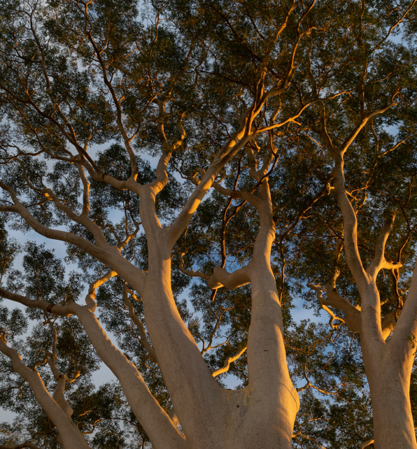 White Guanacaste <span>(Albizia niopoides)</span>
