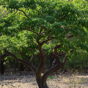 Lignum Vitae <span>(Guiacum sanctum)</span>