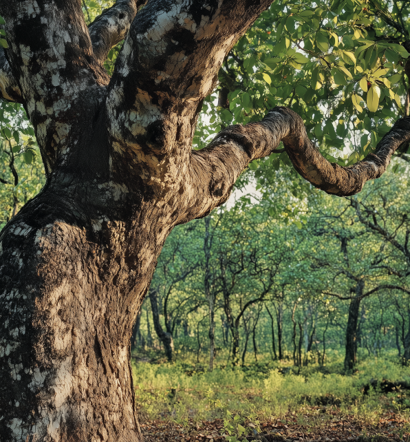 Tempisque <span>(Sideroxylon capiri)</span>